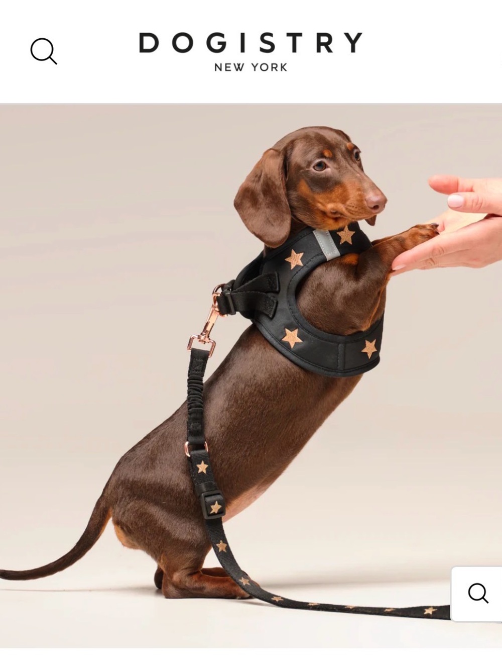 Dogistry Soho Harness - Rock Star